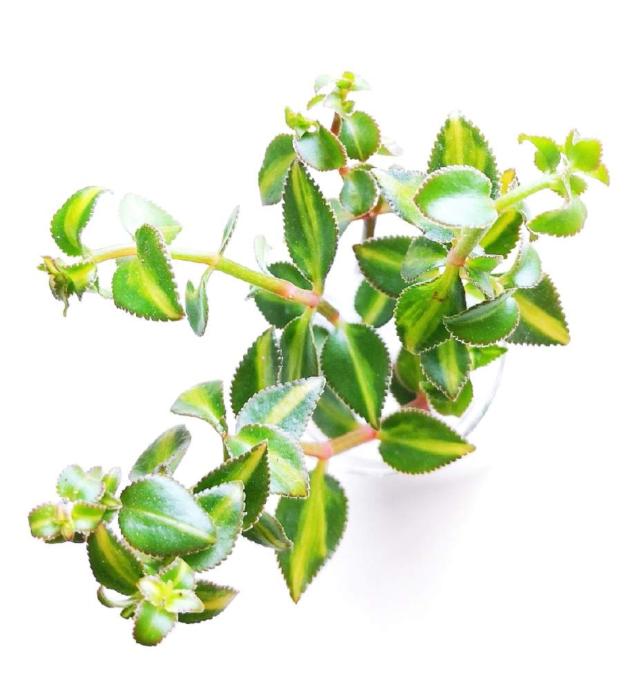 玄関の画像 by eyeさん | 玄関とサルメントーサ(中斑)とCrassula Sarmentosa 'Comet'とCrassula salmentosa f. variegataとサルメントーサ コメットとサルメントーサとCrassula sarmentosa 'Comet'とサルメントサ.と☆eye☆錦と长茎景天锦とクラッスラ属とCrassula salmentosa f. variegataとGordon Rowley(ゴードン・ローリー)と24日は錦の日とCrassula sarmentosa 'Variegata'とSan Marcos GROWERSと鋸葉とサルメントーサ コメット.と☆eye☆mercariとサルメントーサ (中斑)とサルメントーサ!と中斑と錦の日と☆eye☆318と⭐eye⭐クラッスラ属
