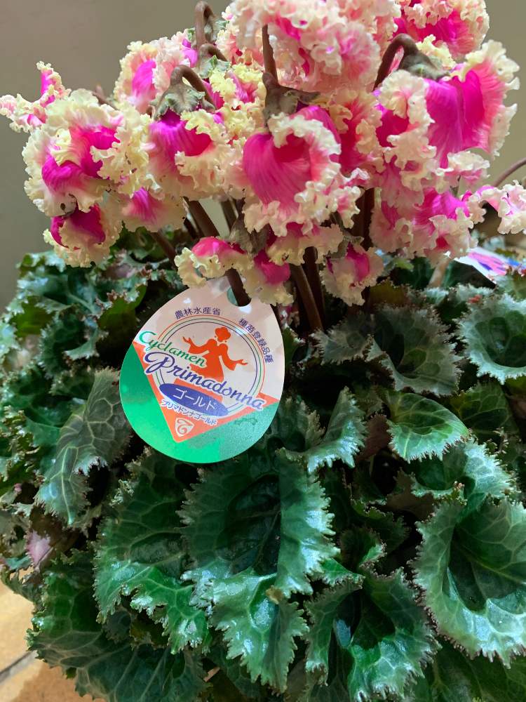 お出かけ先の画像 by EMIさん | お出かけ先とうすいピンクとやさしいお花とシクラメン大好きと白いお花とピンクのお花と花のある暮らしと花が咲いた♪