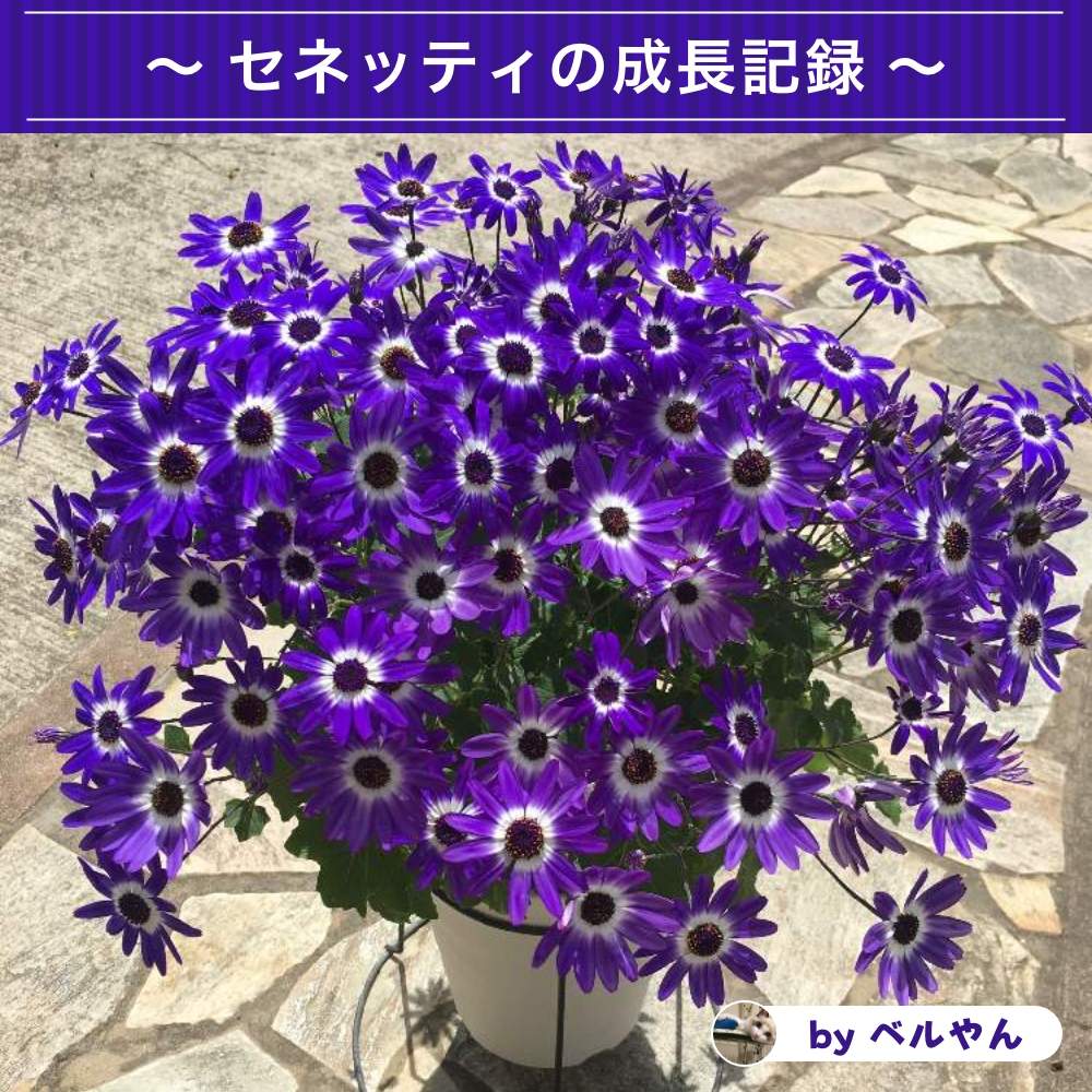 小さな庭の画像 by サントリーフラワーズさん | 小さな庭とサンフラビトとサンフラマニアとサントリー フラワーズとセネッティと花のある暮らしと花と生きるサントリー