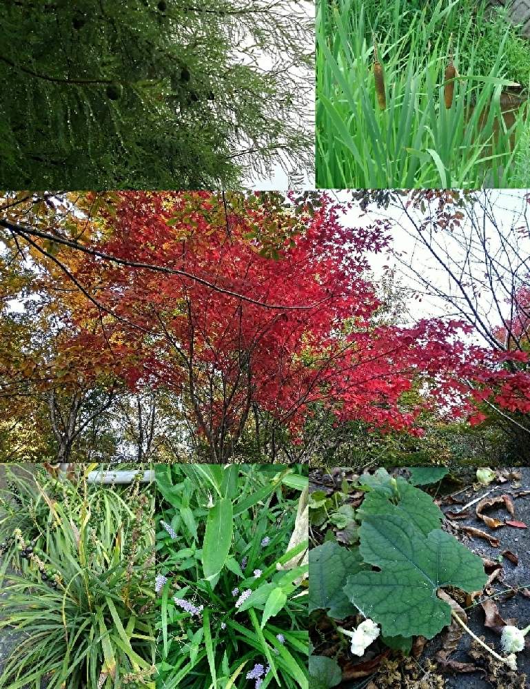 の画像 by citronさん | ラクウショウともみじとヤブランとカラスウリの白い花と蒲の穂と草原 くさっぱらと観葉植物とお散歩にてと森林と山野草と公園と道草と田んぼ道と野原と果実と紅葉(こうよう)と雑草と白い花と道端と秋の花