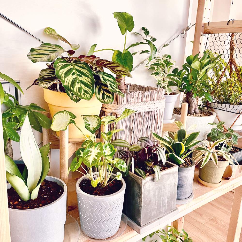 部屋の画像 by Shonan House Plantsさん | 部屋とサンスベリアとカラテア マコヤナとサンセベリアとパキラとガジュマルとガジュマルの木とシンゴニウムとクリプタンサスとアロカシアとペペロミア プテオラータと斑入りベンジャミンとベンジャミンとカラテアとペペロミアとトラデスカンチアと観葉植物を楽しむと多肉植物と湘南と観葉植物とグリーンインテリアとわが家の観葉植物❢と観葉植物好きと多肉植物のある暮らしとナチュラルインテリアとジャングル化計画と観葉植物のある暮らしと観葉植物がスキと多肉植物大好きと多肉植物好きと♡観葉植物♡と多肉植物♡とインテリアグリーン