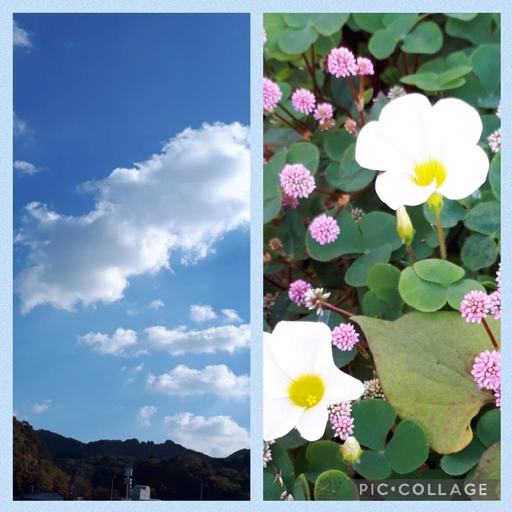 お出かけ先の画像 by ふじさん | お出かけ先と土曜はお空の発表会と雲仲間とmiakisisaと花言葉といつも心に太陽をとげんきもらえますと オキザリスと里山と多様性を愛する会