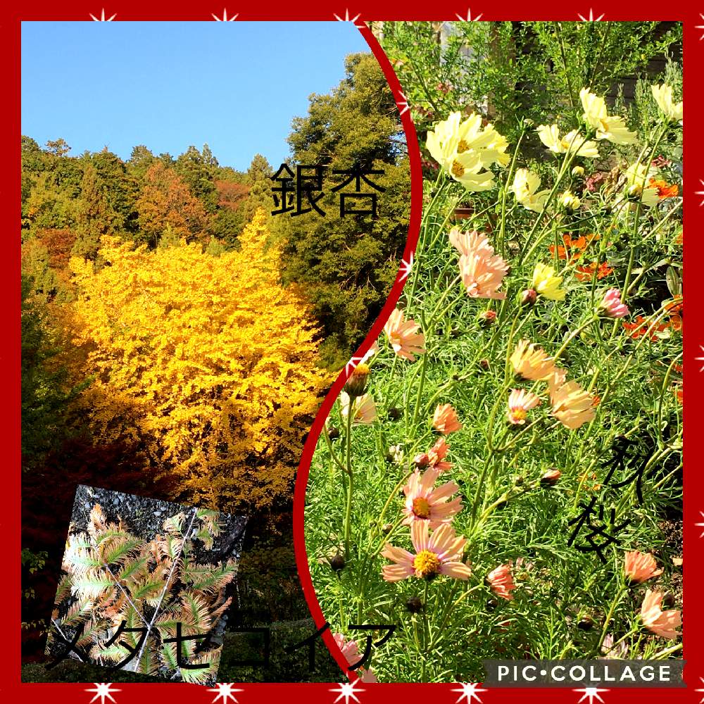 の画像 by 磯さんさん | 少し寂しいと秋色の風景とコスモス・秋桜とイチョウ 銀杏と花のある暮らしとメタセコイア❇︎といい感じとお花は癒しと小さなお庭とマスク生活は続く