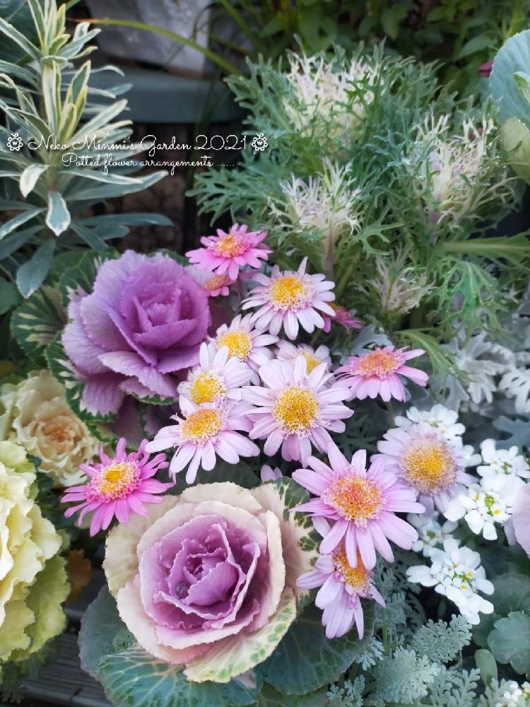 の画像 by 猫みんみさん | Iberis sempervirens(イベリス)とみどりのある暮らしと植物のある暮らしと寄せ植えとTanacetum ptarmiciflorum ( シルバーレース )とピンク❤︎ピンクとビニールハウスとおうち園芸とJacobaea maritima( シロタエギク )とArgyranthemum ( ボンザマーガレット )とso cute♡とガーデニング初心者とBrassica oleracea var. acephala f. tricolorと癒し…♡と花のある暮らしと寄せ植え大好き