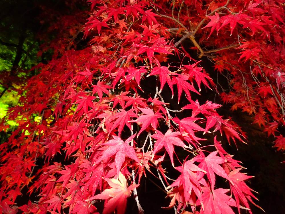 お出かけ先の画像 by specialさん | お出かけ先と竹あかり*·⑅❀と熊本地震からと熊本からと紅葉(こうよう)と熊本から各地へ☺️とがんばろう熊本!とライトアップともみじ紅葉