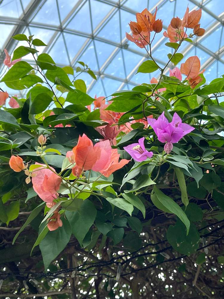 お出かけ先の画像 by magicalさん | お出かけ先とブーゲンビリアとピンクの花と花壇と温室と赤い花とガーデニングと花のある暮らし