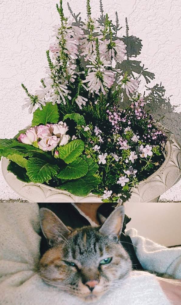 の画像 by なおみ♥さん | バコパとカルーナ ブルガリスと薔薇咲きジュリアンとエリカと寄せ植え作りましたと嬉しいと可愛い❤とお花が可愛いとYしのぶさん有り難う‼️