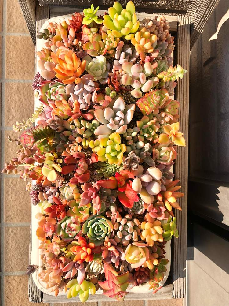 玄関の画像 by クリスタル✿さん | 玄関と1700PIC記念大鉢寄せと多肉植物と 多肉いろいろと多肉大好きと紅葉する多肉と多肉のある暮らしとおうち園芸と植中毒と紅葉(こうよう)と美しいと多肉女子と茨城タニラーとタニラーと可愛いと多肉寄せ植え