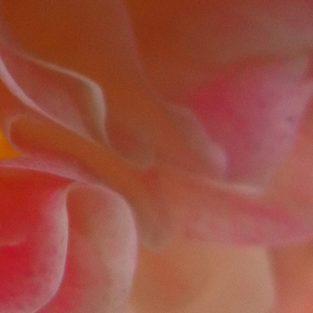 バルコニー/ベランダの画像 by ❦THE HERMIT❦さん | バルコニー/ベランダと酔芙蓉と9PIC