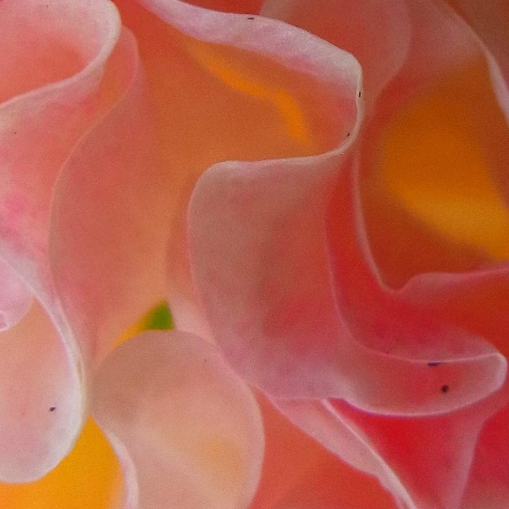 バルコニー/ベランダの画像 by ❦THE HERMIT❦さん | バルコニー/ベランダと酔芙蓉と9PIC