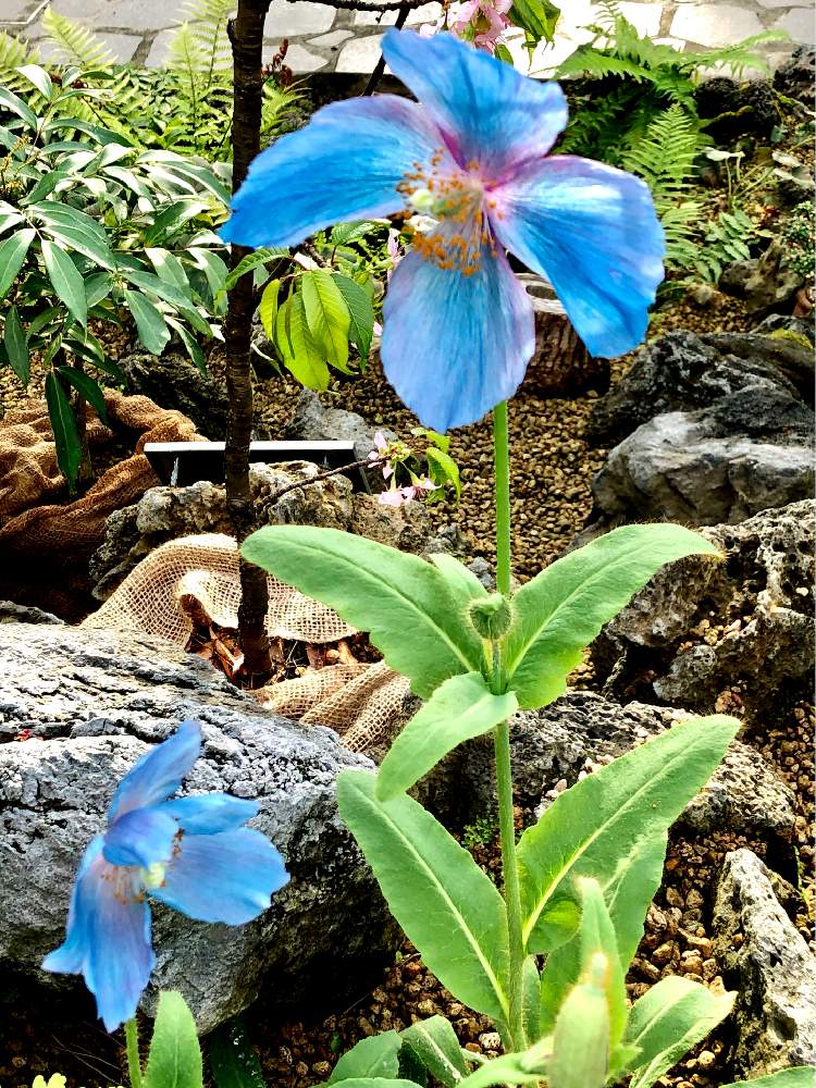 の画像 by モットンさん | 庭の花と散歩道と花のある暮らしとグリーンリーフとリビング窓辺と多肉初心者