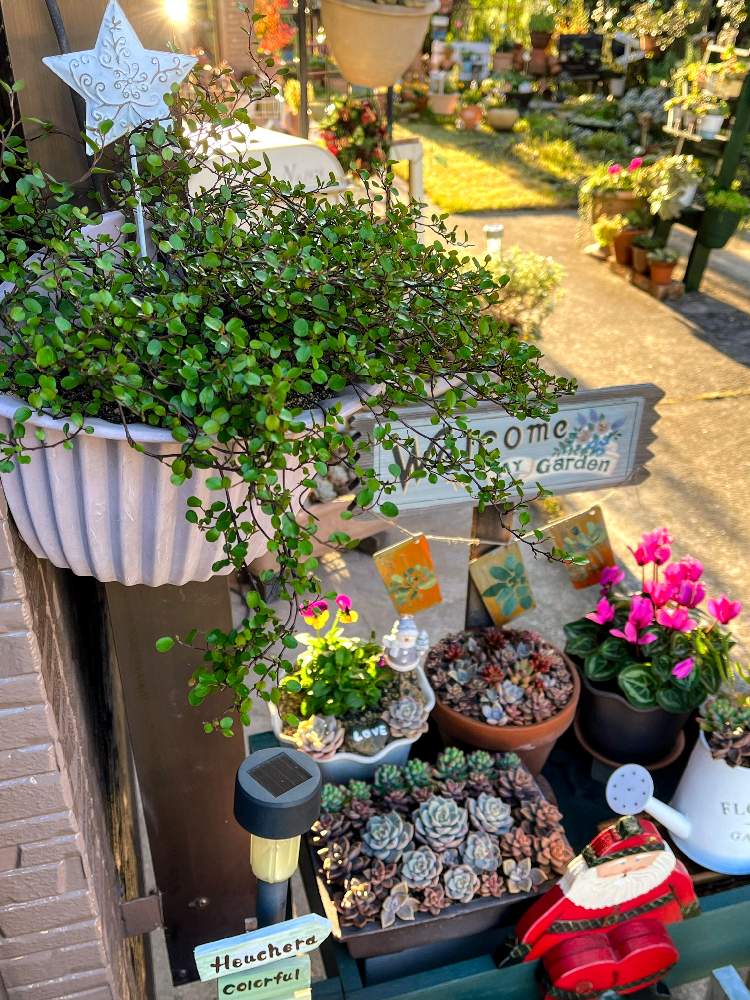 の画像 by ゆかりんさん | 多肉植物とサンタさんと手作り雑貨と多肉のある暮らしと☆ワイヤープランツと多肉女子とGSの繋がりに感謝✨と多肉棚とガーデンシクラメン❤︎と多肉寄せ植えとブロンズ姫とガーデンピックと乙女心☆と 白牡丹
