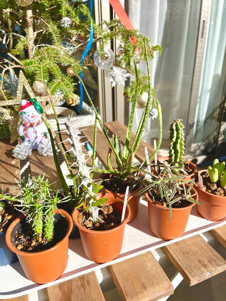 テラスの画像 by Shonan House Plantsさん | テラスとモミの木とアロエ・アルビフローラとビザール プランツとユーフォルビア.とユーフォルビア キリンドリフォリアとユーフォルビア属ともみの木とアロエとコノフィツムと湘南とビザール苗とビザール・プランツとユーフォルビア科と植物と観葉植物好きと多肉植物のある暮らしと今日の1枚と今日の一枚と趣味と観葉植物のある暮らしと観葉植物がスキとユーフォルビア属。と珍奇植物と珍奇植物好きとユーフォルビアと多肉植物好きと♡観葉植物♡と多肉植物♡とユーフォルビアが好き♡