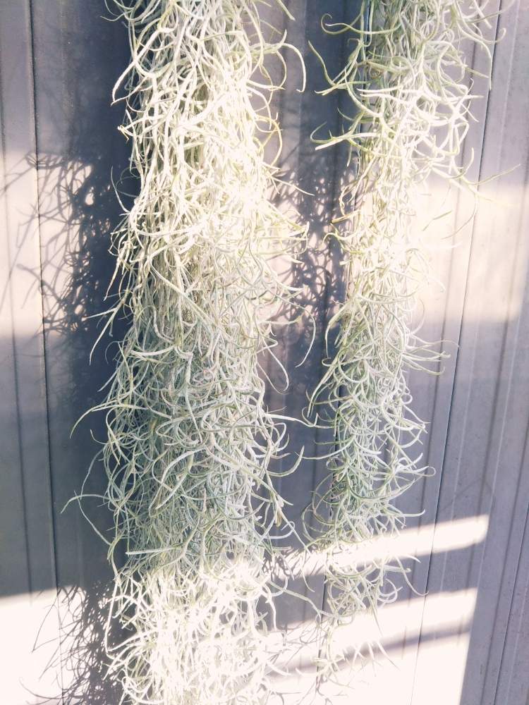バルコニー/ベランダの画像 by KELO-GUさん | バルコニー/ベランダと着生植物と観葉植物と植物のある暮らしと植物はインテリアじゃないとGS映えとおうち園芸と植中毒と珍奇植物と植物に男前なんてないとT.ウスネオイデスとエアープランツ/チランジア