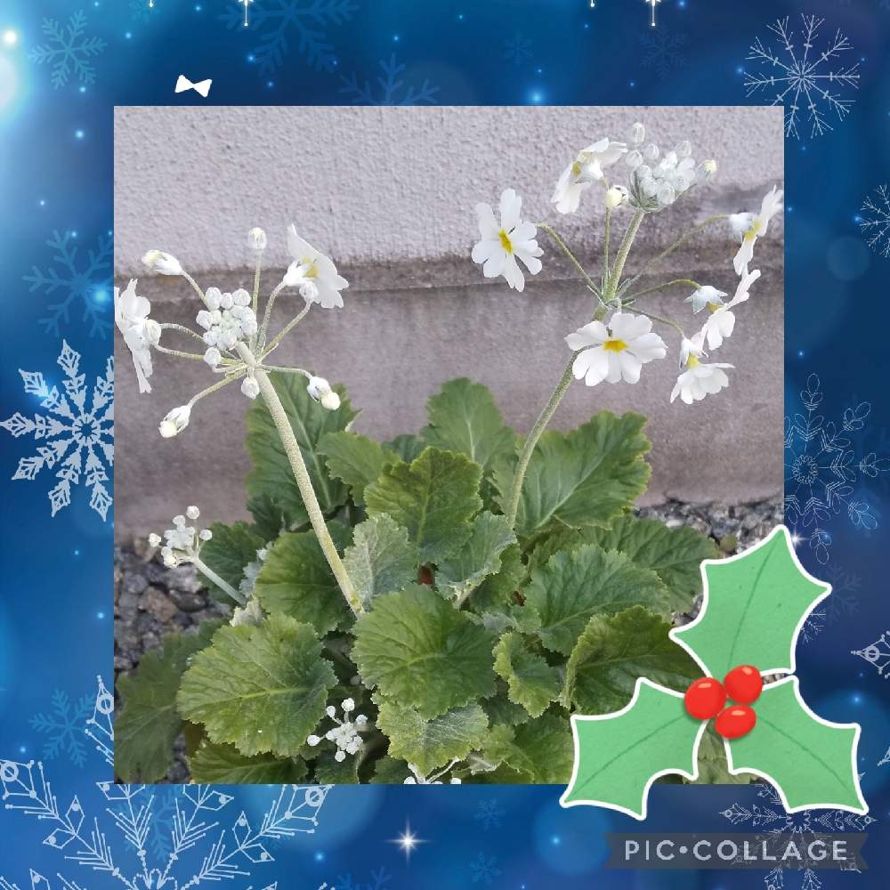小さな庭の画像 by むーんさん | 小さな庭と植え替えとおうち園芸と年越し♪と小さな庭♡と鉢植えとこぼれ種から