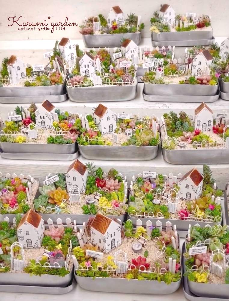 お出かけ先の画像 by くるみ*さん | お出かけ先と箱庭 多肉植物と箱庭と多肉植物 寄せ植えとセダム寄せと多肉植物とミニチュアガーデンと箱庭作りと多肉箱庭と多肉大好きと多肉寄せ植えWSと箱庭ワークショップと朝日カルチャーセンター 立川教室と多肉植物寄せ植えと多肉植物のある暮らしと多肉ワークショップとくるみガーデンと多肉女子とレッスンとKurumi*gardenと多肉寄せ植えと多肉の箱庭とワークショップ とミニミニハウスとミニミニ多肉