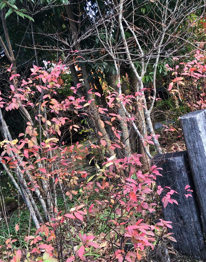 エントランスの画像 by 美子さん | エントランスとオタフク(お多福)南天とキチジョウソウ(吉祥草)と紅葉(こうよう)と南阿蘇と葉っぱの人生