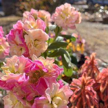 寄せ植え,ピンクの花,植木鉢,冬の庭, ストックの画像