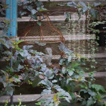 シャビーガーデン,モルタル造形,私の癒し,庭の記録,小さなお庭の画像