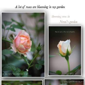 庭の花,ミニバラ グリーンアイス,バラ テディベア,ミニバラ シンフォニーアイ,シャビーガーデンの画像