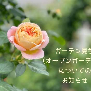 つるバラ,薔薇♪,イングリッシュガーデン,ロザリアン,バラ・オールドローズの画像