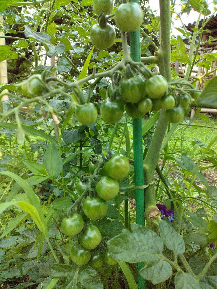 美味しい野菜を育てるぞ GreenSnapグリーンスナップ