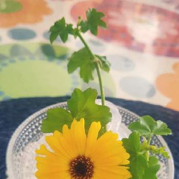 エディブルフラワー,キンセンカ（カレンデュラ）,アイビーゼラニウムの葉,花のある暮らし,テーブル花の画像