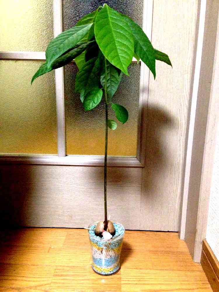 アボカドの投稿画像 By Shizukaさん 芽が出ましたと観葉植物 14月11月23日 Greensnap グリーンスナップ