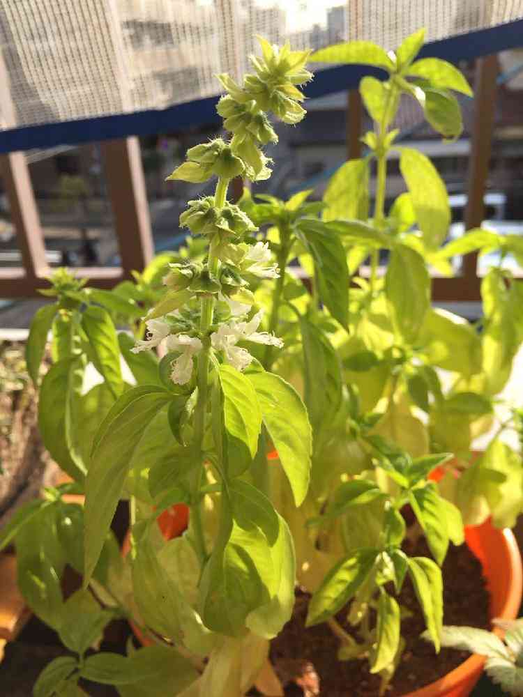 バジルの投稿画像 By 磯部 麻衣さん 家庭菜園 14月12月3日 Greensnap グリーンスナップ