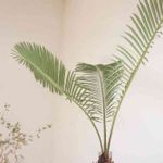 サイカス パンジファエンシスの一覧｜🍀GreenSnap（グリーンスナップ）