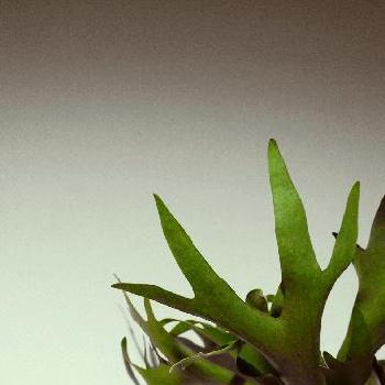 スピーカーの上の画像 by tiger11さん | 部屋とコウモリラン・ビカクシダとスピーカーの上と暮らしを彩る植物コンテストと観葉植物