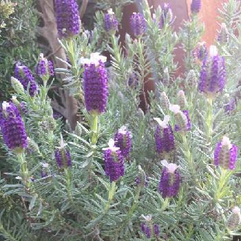 わたぼうしの投稿画像一覧 Greensnap グリーンスナップ