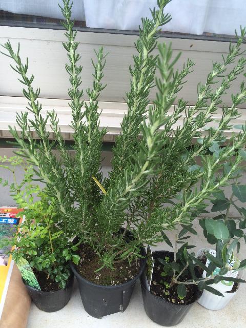 ユーカリグニーの投稿画像 By Guuxhiiさん オリーブとローズマリーとシマトネリコと庭木 15月5月4日 Greensnap グリーンスナップ