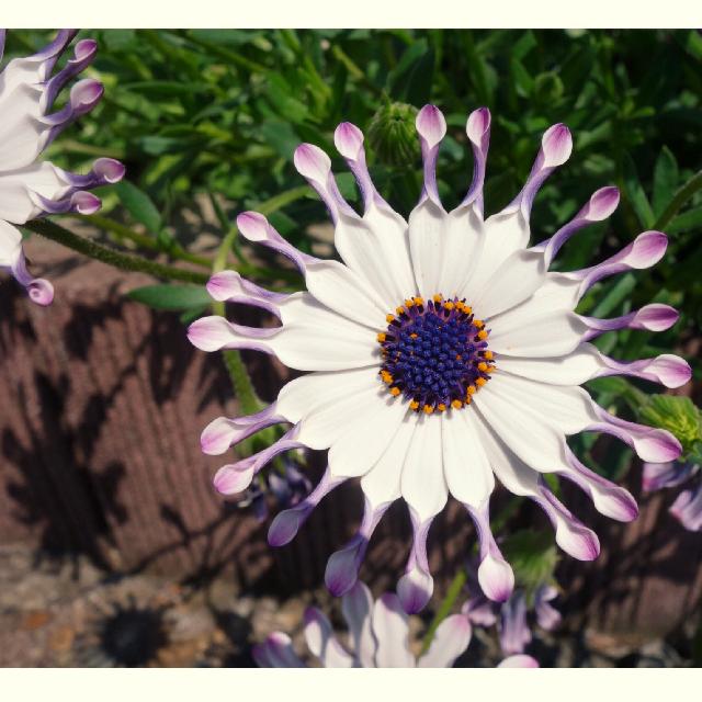 デモルフォセカの投稿画像 By Monaさん 小さな庭と暮らしを彩る植物コンテストと暮らしを彩る植物コンテスト 15月5月5日 Greensnap グリーンスナップ Greensnap グリーンスナップ