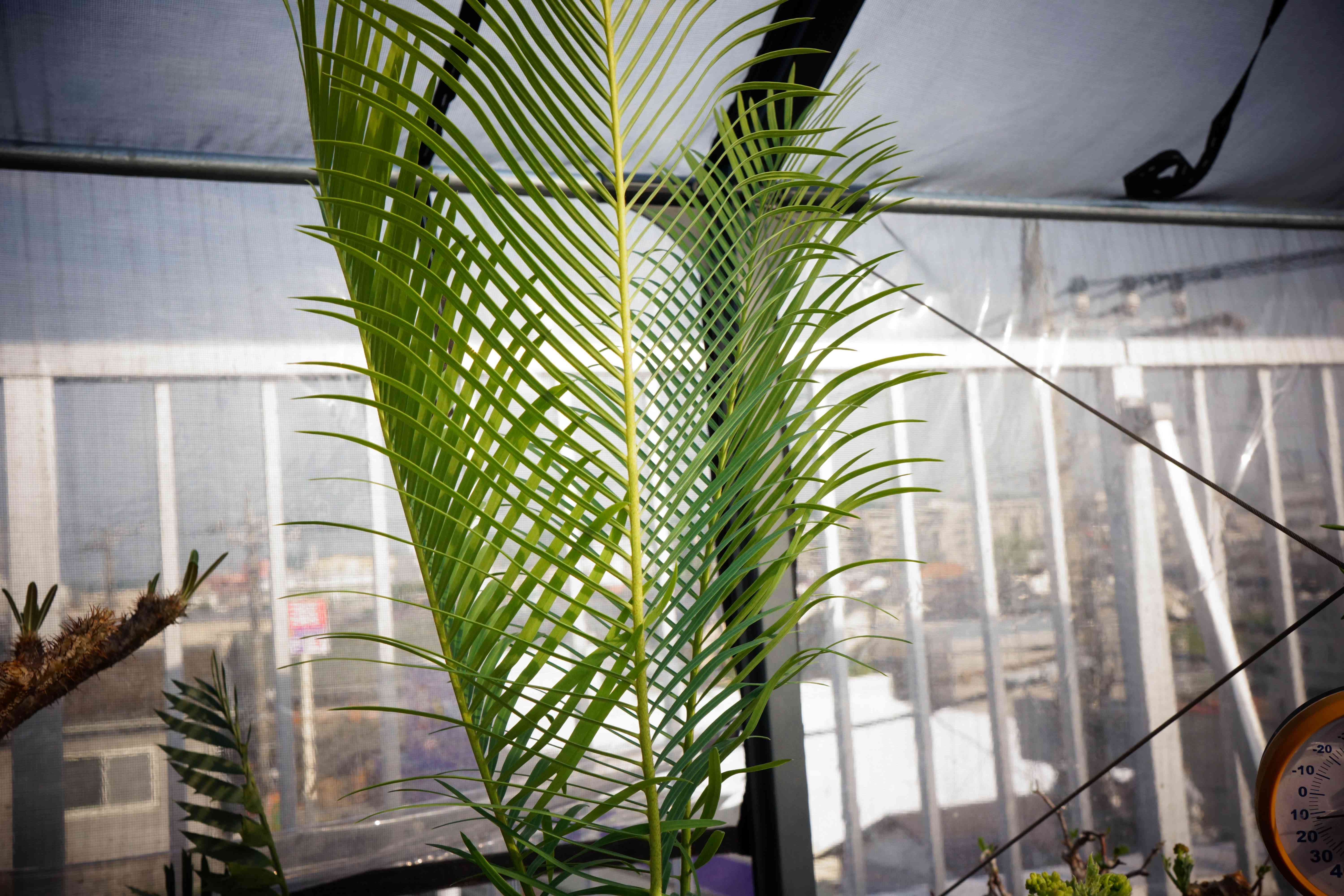 サイカス パンジファエンシスの一覧|🍀GreenSnap(グリーンスナップ) サイカス パンジファエンシスの一覧|🍀GreenSnap(グリーンスナップ)