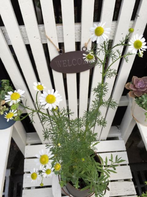 カモミールの投稿画像 By タイムガーデンさん ハーブの寄せ植え 15月5月15日 Greensnap グリーンスナップ