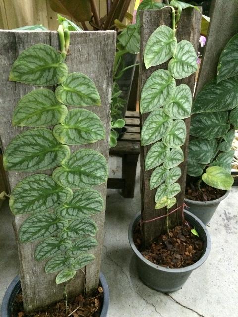 スキンダプサスの投稿画像 By Greenjamさん インテリアとレア植物コンテストと観葉植物とレア植物コンテストと観葉植物 15月5月17日 Greensnap グリーンスナップ Greensnap グリーンスナップ スキンダプサスの投稿画像 By Greenjamさん インテリアとレア植物コンテストと観葉植物とレア植物コンテストと観葉植物 15月5月17日 Greensnap グリーンスナップ Greensnap グリーンスナップ