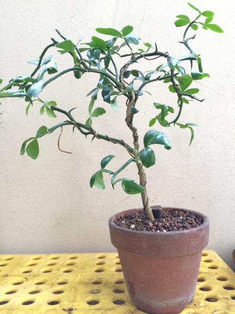 予約】 雲竜 【 希少品種 唐橘 キコク カラタチ】 植物/観葉植物 | [美 