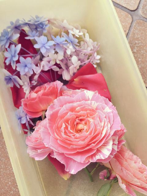 アジサイの投稿画像 By ぐりかさん バラとクロード モネとてまりてまりとドライフラワー 15月5月26日 Greensnap グリーンスナップ