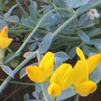 ロータス クレティクスの投稿画像一覧 Greensnap グリーンスナップ