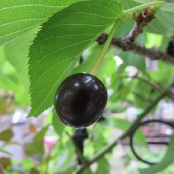 河津桜の実の投稿画像一覧 Greensnap グリーンスナップ