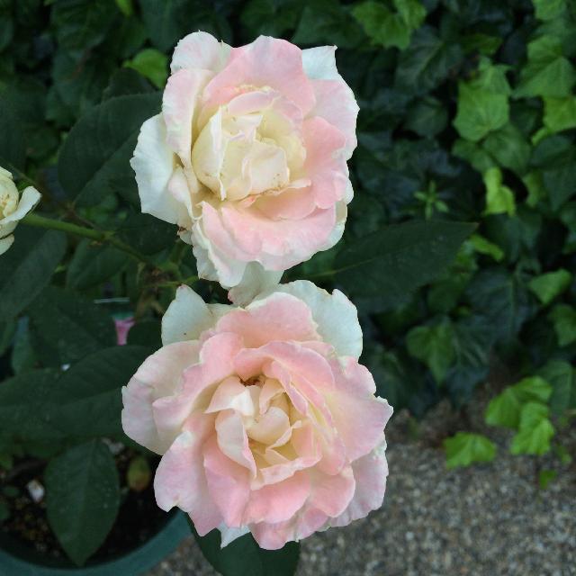 バラ 夕霧の投稿画像 By マロウさん バラコレクション 15月6月13日 Greensnap グリーンスナップ