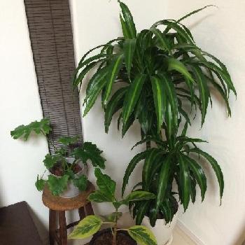 ドラセナ ハワイアンサンシャイン アルテシマ セロームの投稿画像一覧 Greensnap グリーンスナップ