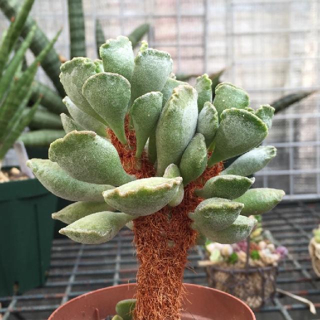 楊貴妃の扇の投稿画像 By Tenさん 毛むくじゃらと毛深いとアドロミスクスと多肉植物とten Sアドロ 15月6月21日 Greensnap グリーンスナップ