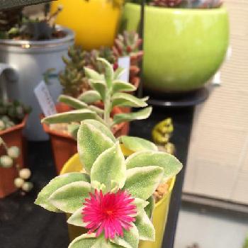 花蔓草錦の投稿画像一覧 Greensnap グリーンスナップ