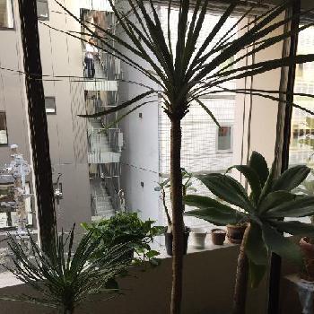 ユッカ アリフォリアの画像 by fucciniさん | 窓辺とコルディリネとユッカ アリフォリアとアガベアテナータと観葉植物と多肉植物