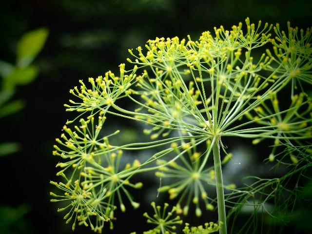 ディルの投稿画像 By Chippiさん 食べられる植物フォトコンテンストと家庭菜園 15月7月1日 Greensnap グリーンスナップ