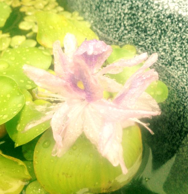 ホテイアオイの花の投稿画像 By Biotopさん ビオトープ 15月7月1日 Greensnap グリーンスナップ