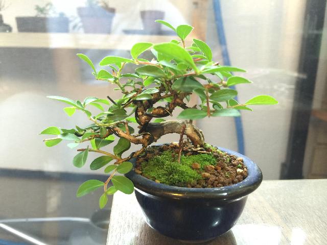 百日紅の投稿画像 By Kさん 盆栽 15月7月5日 Greensnap グリーンスナップ