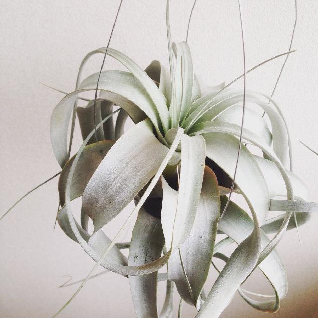 チランジア キセログラフィカの投稿画像 By Az08さん チランジア属と銀葉とワイヤーと使徒と美しすぎる曲線と舐めたらダメですか と枯らさないわ 私が守るもの 15月7月5日 Greensnap グリーンスナップ